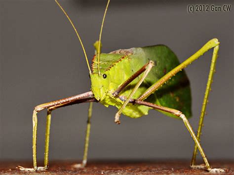 玄關雨傘收納 giant malaysian katydid